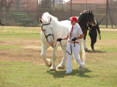 Percheron Pretoria Show 2009